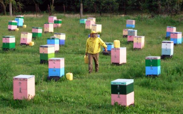 Αποτέλεσμα εικόνας για νομαδικής μελισσοκομίας