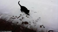 Το βίντεο που κάνει πάταγο στο youtube: Η Sophie η γάτα βλέπει για πρώτη φορά χιόνι!