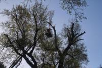 Κλάδεμα των επικίνδυνων σε ύψος δέντρων στα Τρίκαλα