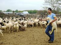 Ερώτηση κατέθεσε το ΚΚΕ στη Βουλή για τον αποκλεισμό κτηνοτρόφων από την συνδεδεμένη ενίσχυση