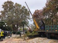 1.100 δέντρα ανανέωσε με το κλάδεμα ο Δήμος Τρικκαίων