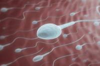 Πώς επηρεάζει ο κορωνοϊός το σπέρμα