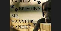 Πόσο κοστίζει να είσαι φιλόζωος στην “έξυπνη” πόλη;