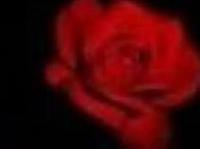 Απόφαση της ΚΕ του ΑΚΕΠ για τις εκλογές της 6ης Μαΐου 2012