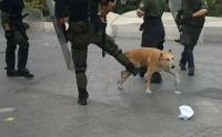 Πέθανε ο ΛΟΥΚΑΝΙΚΟΣ. Ο Σκύλος - θρύλος της Αθήνας