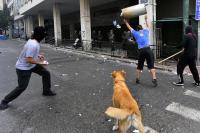 Πέθανε ο ΛΟΥΚΑΝΙΚΟΣ. Ο Σκύλος - θρύλος της Αθήνας