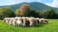 Ανακοίνωση των αγροκτηνοτροφικών συλλόγων Ελασσόνας